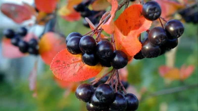 Instructions for pruning chokeberry in the fall for beginner gardeners