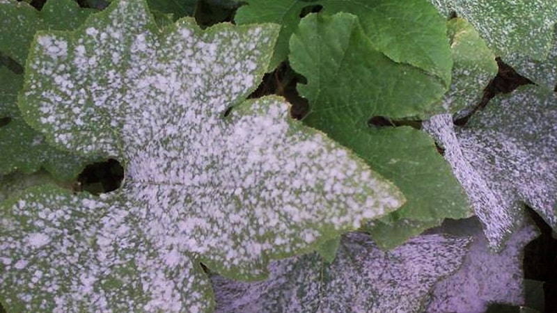 Why does a white coating appear on cucumbers in a greenhouse and how to deal with it