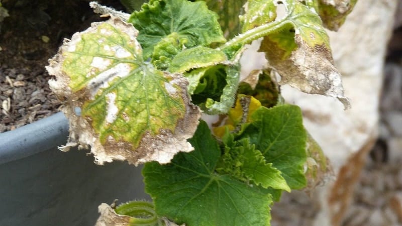 Why does a white coating appear on cucumbers in a greenhouse and how to deal with it