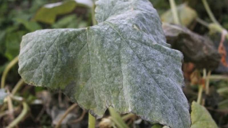 Why does a white coating appear on cucumbers in a greenhouse and how to deal with it