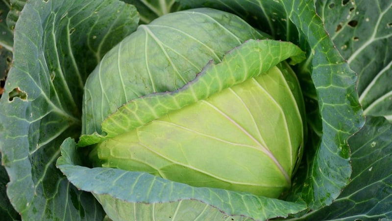 A selection of the best varieties of cabbage for winter storage and recommendations for growing it