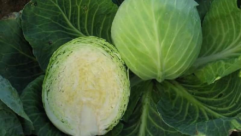 A selection of the best varieties of cabbage for winter storage and recommendations for growing it