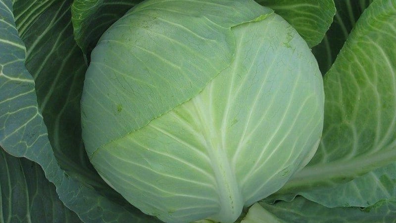 A selection of the best varieties of cabbage for winter storage and recommendations for growing it