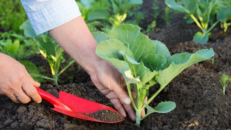 A selection of the best varieties of cabbage for winter storage and recommendations for growing it