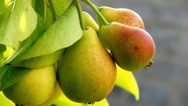 A selection of the best varieties of the most delicious winter-hardy pears for Siberia