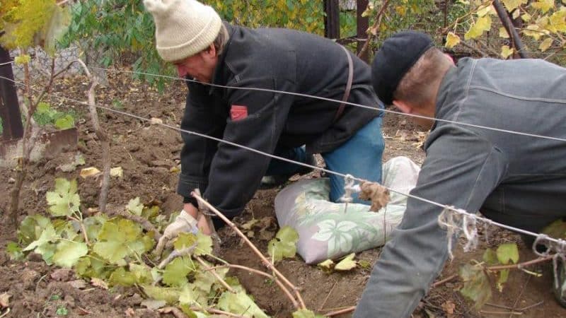 Preparing grapes for winter: secrets of processing in the fall before shelter