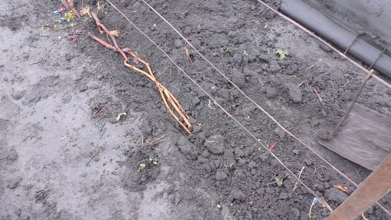 Preparing grapes for winter: secrets of processing in the fall before shelter