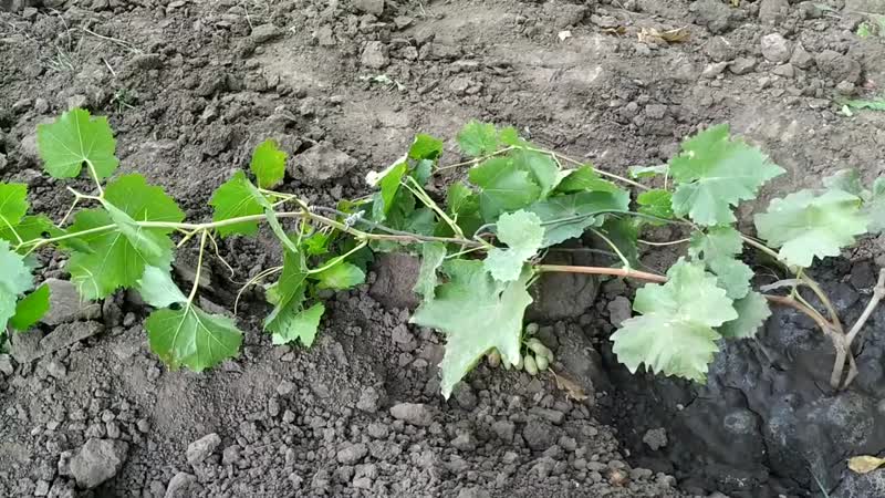 Preparing grapes for winter: secrets of processing in the fall before shelter