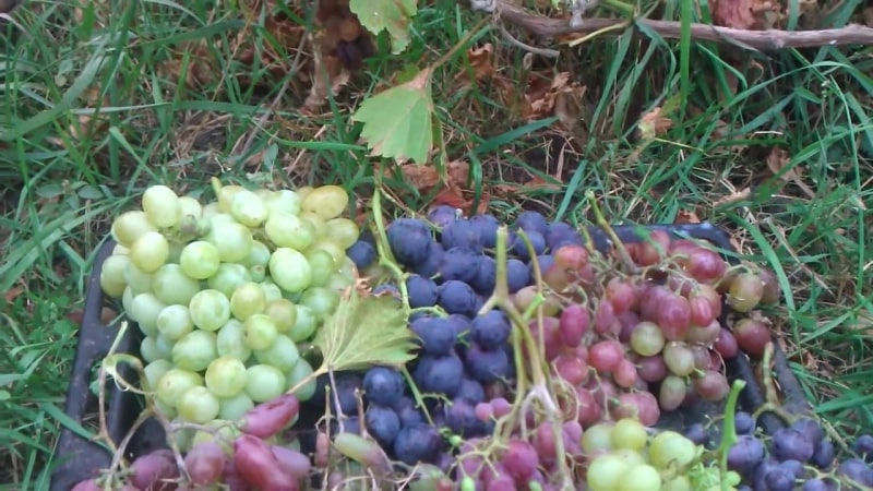 How and what to properly fertilize grapes in the fall