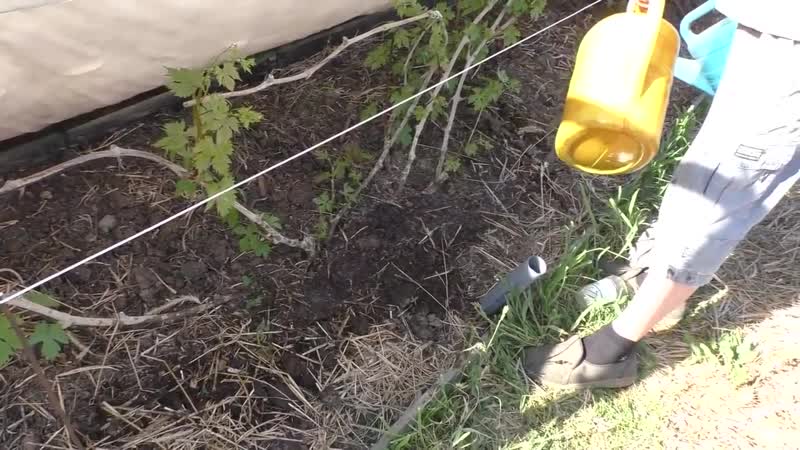 How and what to properly fertilize grapes in the fall