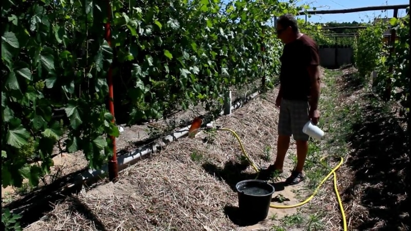 How and what to properly fertilize grapes in the fall