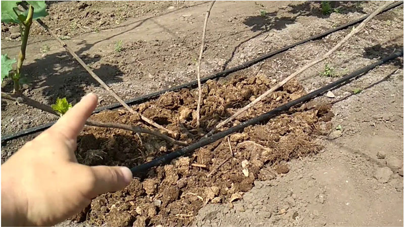How and what to properly fertilize grapes in the fall
