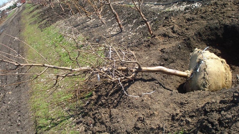 Step-by-step instructions for planting peach in the fall from experienced gardeners