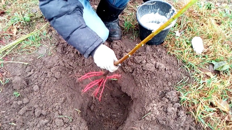 Step-by-step instructions for planting peach in the fall from experienced gardeners