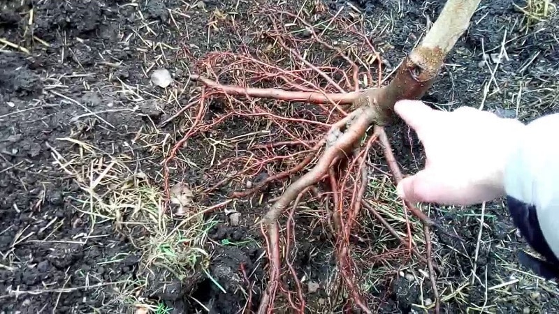 Step-by-step instructions for planting peach in the fall from experienced gardeners