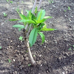 Step-by-step instructions for planting peach in the fall from experienced gardeners