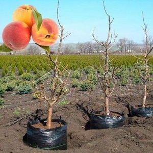 Step-by-step instructions for planting peach in the fall from experienced gardeners