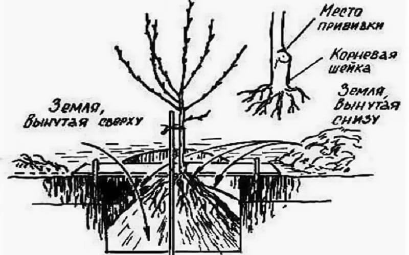 Step-by-step instructions for planting peach in the fall from experienced gardeners