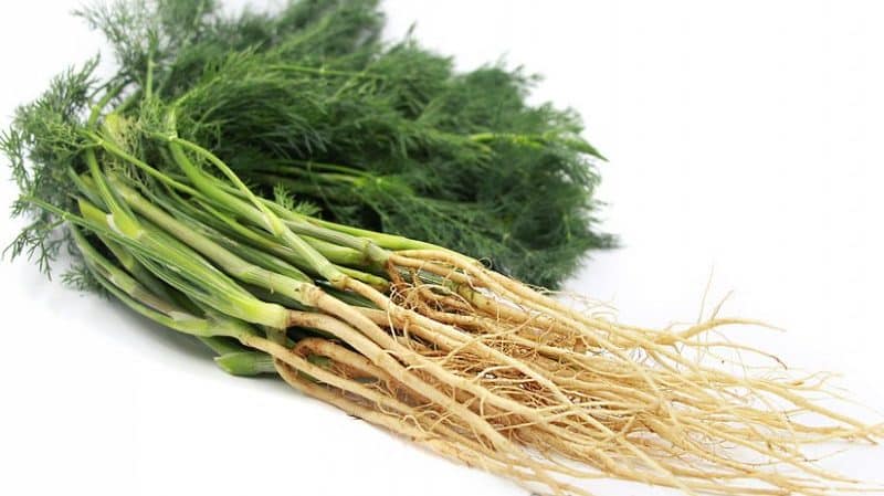 Beneficial properties of dill root and its medicinal uses