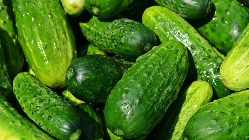 The benefits and harms of cucumbers for human health