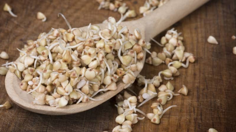 The benefits and harms of green sprouted buckwheat