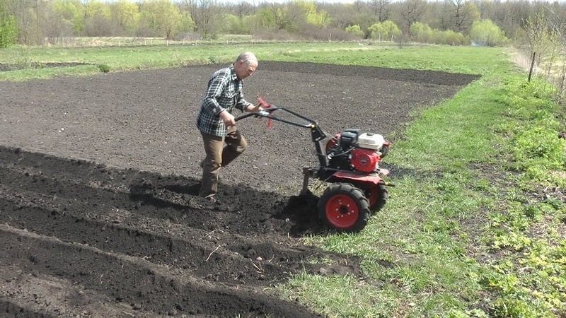 Technology for planting potatoes with a walk-behind tractor