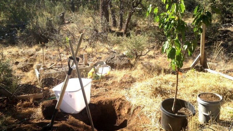 How to properly plant cherries in the fall: instructions for a novice gardener