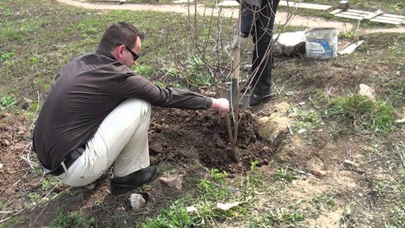 Instructions for planting viburnum in the fall for beginner gardeners