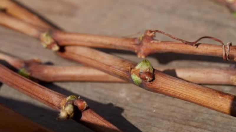 Step-by-step instructions for grafting grapes in the fall