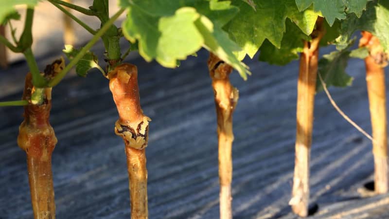 Step-by-step instructions for grafting grapes in the fall
