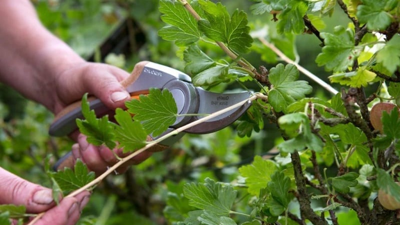The main stages of caring for gooseberries in the spring after winter to get a good harvest