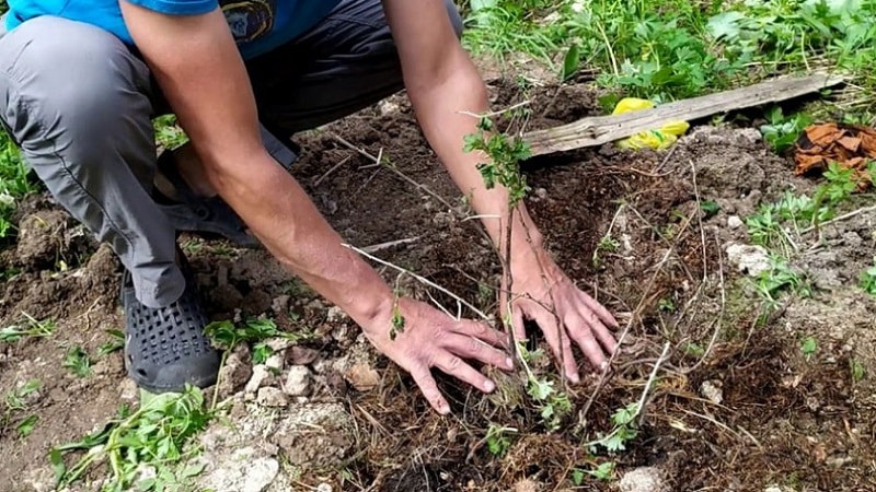 Step-by-step instructions for caring for gooseberries in the fall and preparing for winter
