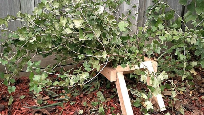 Step-by-step instructions for caring for gooseberries in the fall and preparing for winter