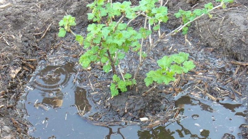 The main stages of caring for gooseberries in the spring after winter to get a good harvest