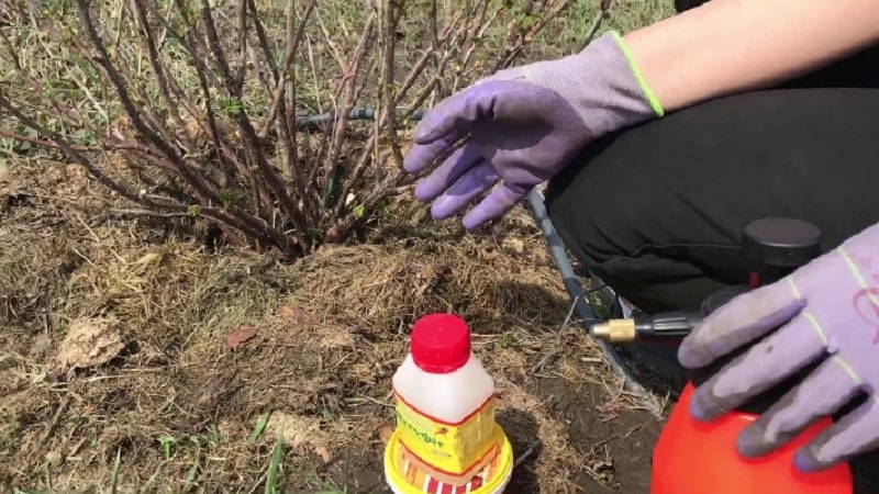 Step-by-step instructions for caring for gooseberries in the fall and preparing for winter