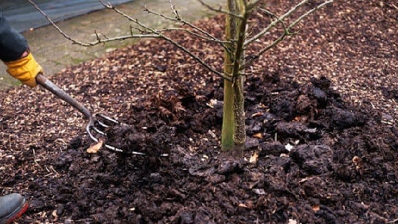 Rules for fertilizing cherries in the fall and selecting the best fertilizers for these purposes
