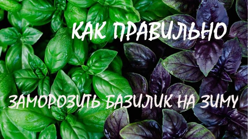 How to properly freeze basil for the winter: a selection of the best methods