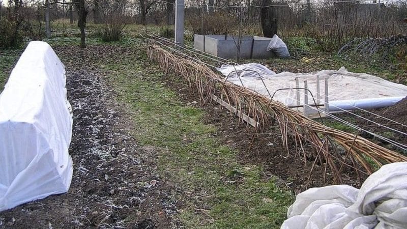 Proper care of raspberries in the fall: preparing for winter in stages