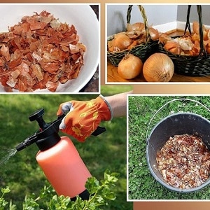 How to feed roses in the fall: the best means