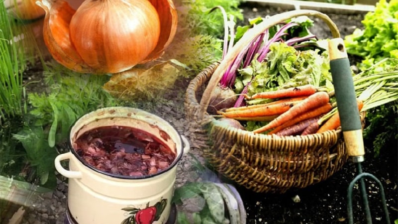The use of onion peels for the garden