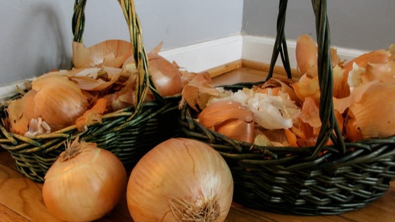 The use of onion peels for the garden