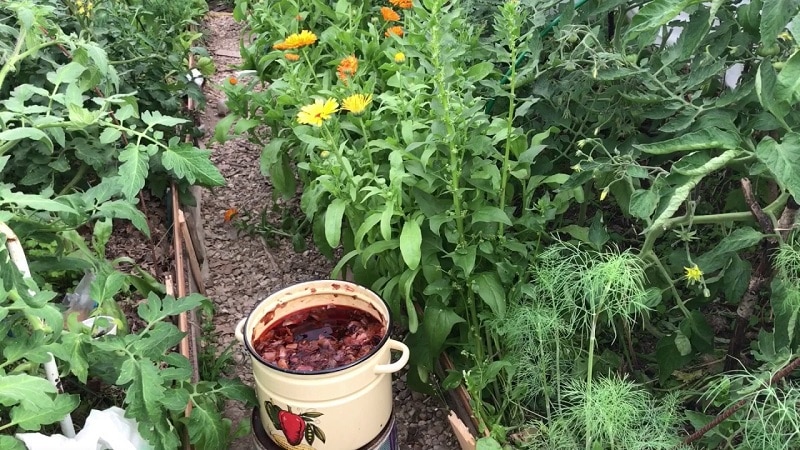 The use of onion peels for the garden