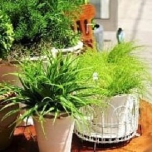 The use of onion peels for the garden