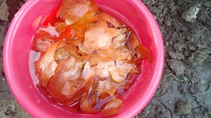 The use of onion peels for the garden