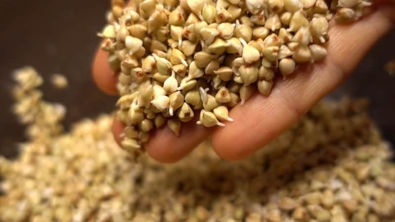 How to properly germinate green buckwheat at home