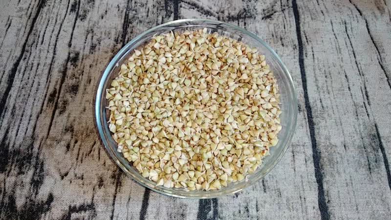 How to properly germinate green buckwheat at home