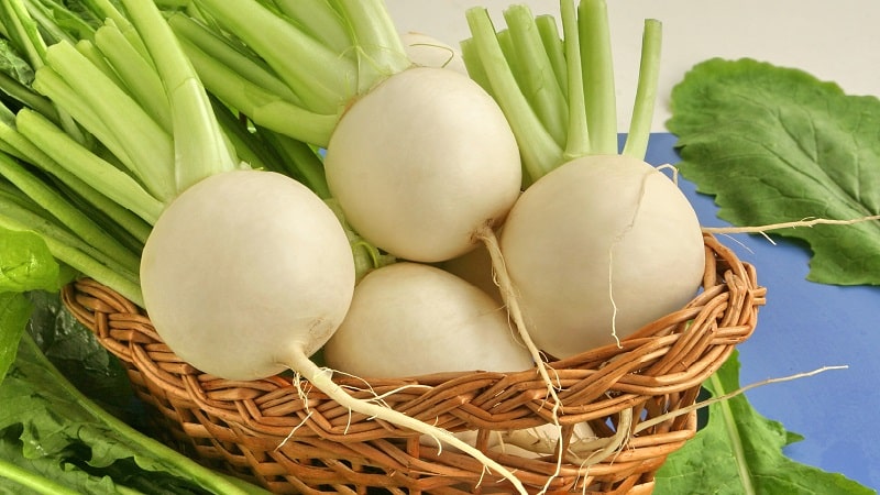 Proven ways to properly store turnips for the winter