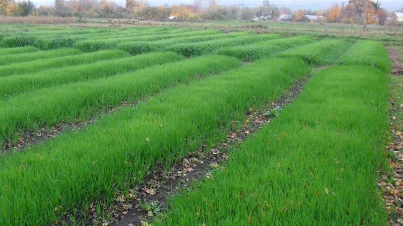 Guide to using wheat as green manure in autumn and spring