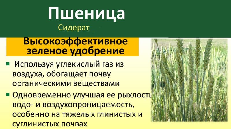 Guide to using wheat as green manure in autumn and spring
