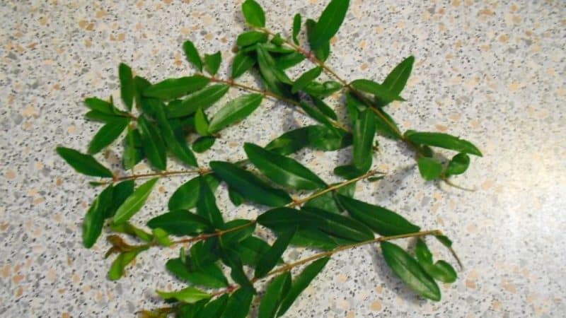 Step-by-step guide to propagating pomegranate cuttings at home